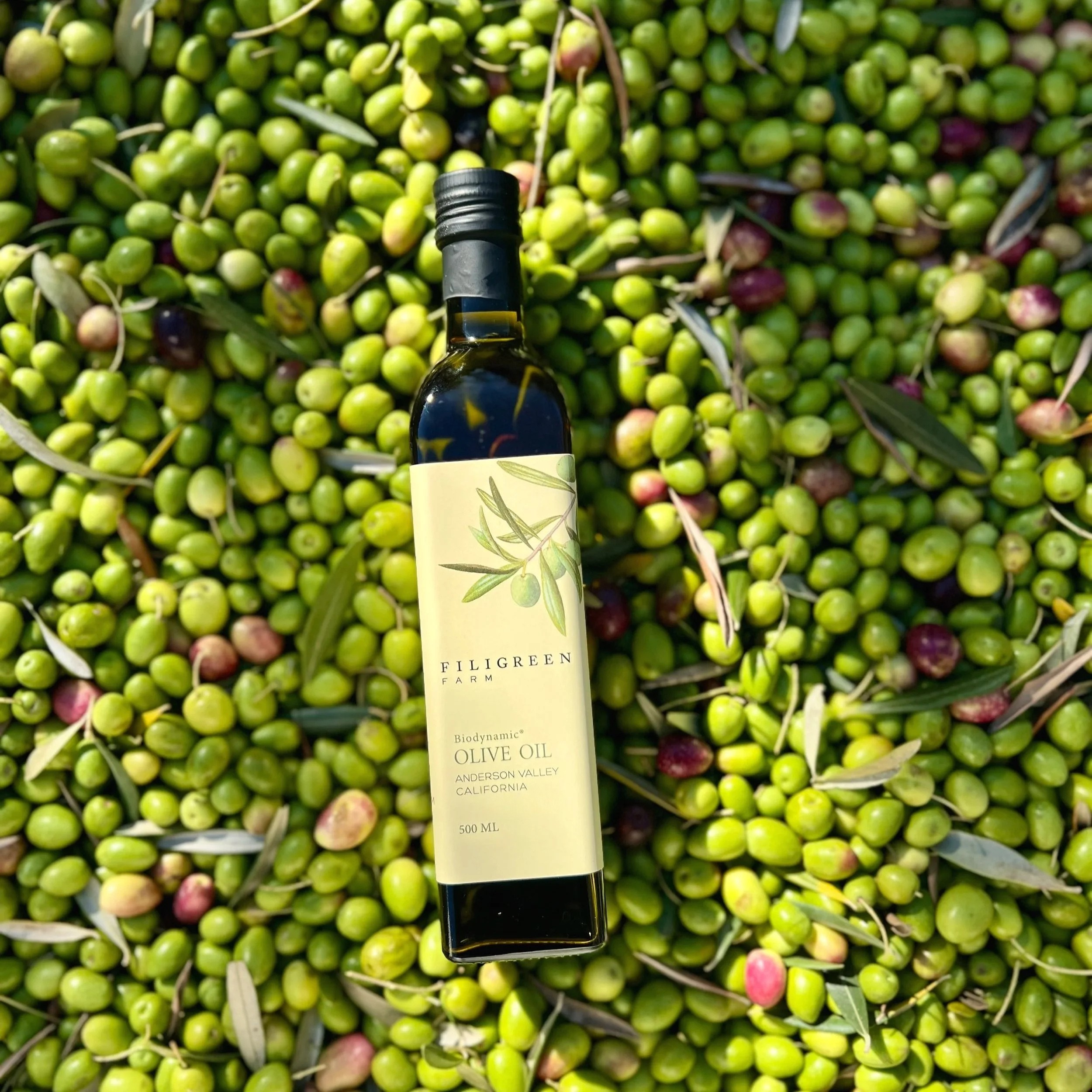Biodynamic Olive Oil (500mL) — Filigreen Farm
